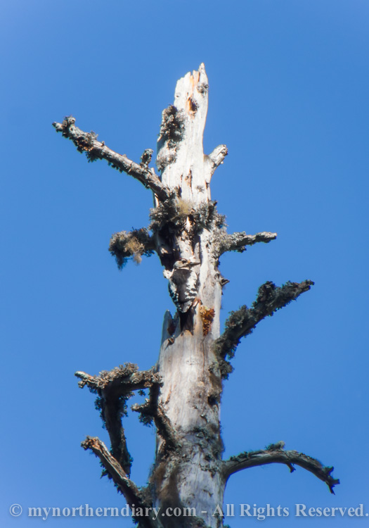 Woodpecker-on-dead-pine-tree-CRW_3535.jpg