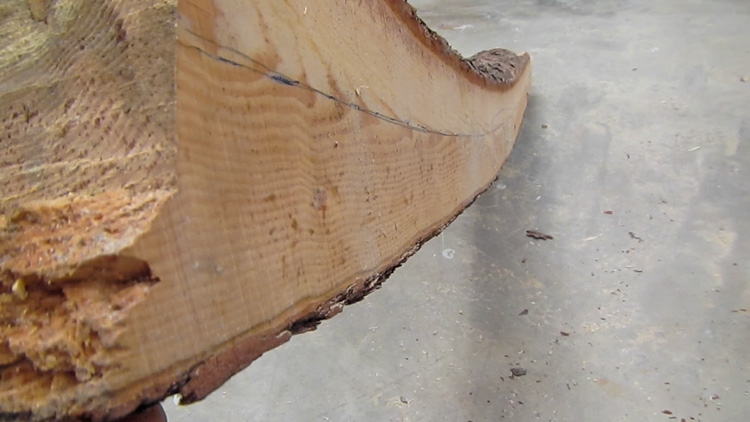 Shaping lyly, reaction wood of pine, for inuit flat bow
