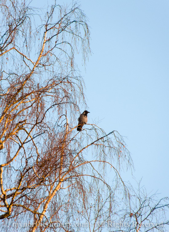 birch, hooded crow, koivu, varis_CRW_0612
