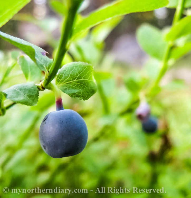 Mustikka, blueberry