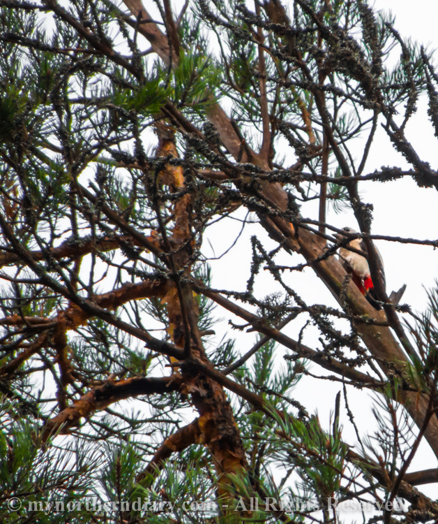 great spotted woodpecker, kapytikka_CRW_0194