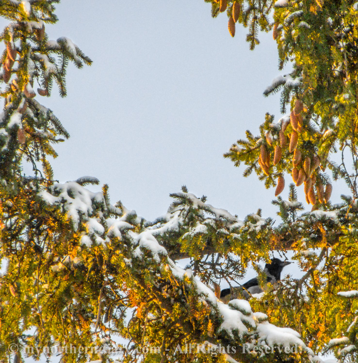 hooded crow, kuusi, luminen, snowy, spruce, varis_CRW_0603