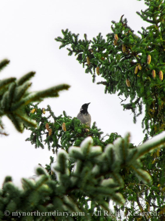hooded crow, kuusi, luminen, snowy, spruce, varis_CRW_0644