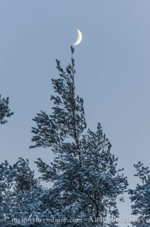 kuunsirppi, luminen kuusi, moon crescent, snowy spruce_CRW_0798