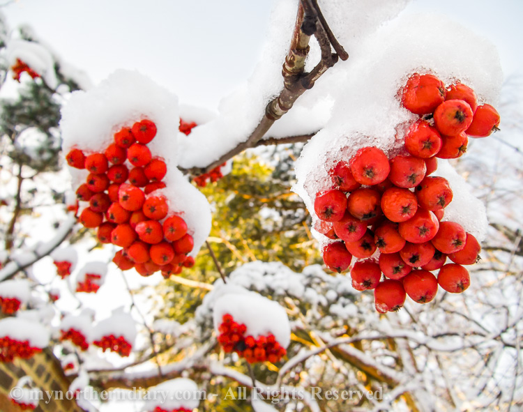 lumi, pihlajan marjoja, rowan berries, snow_CRW_0591