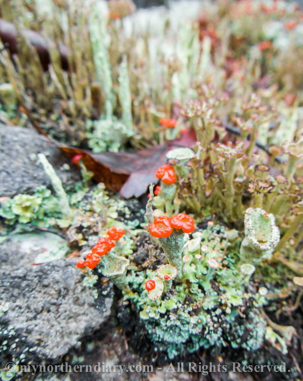 punainen jakala, red lichen_CRW_0222