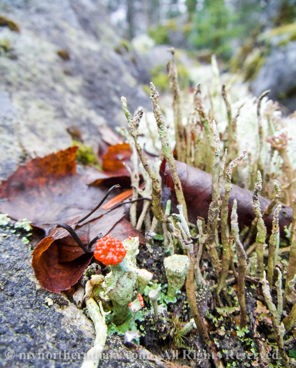 punainen jakala, red lichen_CRW_0223