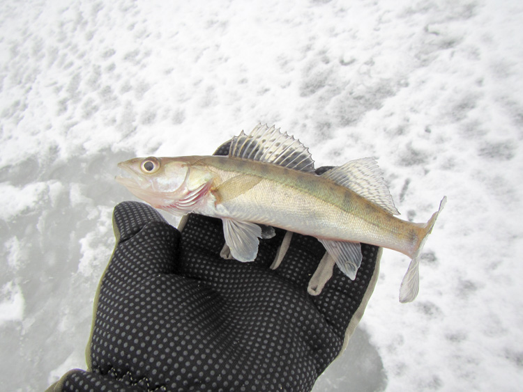 small-zander-caught-during-ice-fishing-IMG_3078.jpg