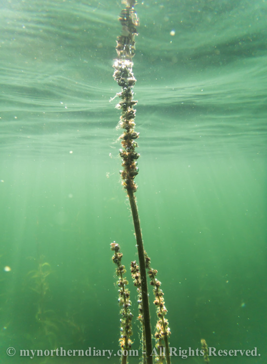 water-plant-reaching-surface-in-green-water-CRW_2532.jpg
