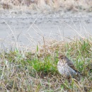 A mistle thrush at our front yard CRW_2021.jpg