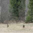 Roe deers in field CRW_2038.jpg