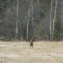 Roe deers in field CRW_2040.jpg