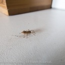 Spider bro in kitchen CRW_1802.jpg