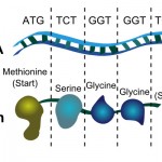 DNA contains words made of three "letters" (these letters are actually small molecules). Inside of cells, specific machines are used for turning this genetic code to sequence of amino acids attached to each other to make a protein. "ATG" means that "start the protein sequence here" and "First amino acid is methionine" for example. "TGA" means that "Stop here, don't elongate the protein anymore". Notice how thin DNA is (only 0.000002mm), why the huge amount of genetic information for build you can be rammed inside of cells.