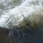 A small school of common bleaks swimming against rapid.