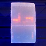 Glowing DNA bands in an agarose gel under ultraviolet light.