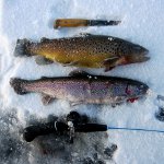 Brown and rainbow trouts over ice at lake.
